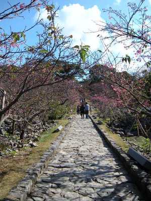 桜の道.JPG